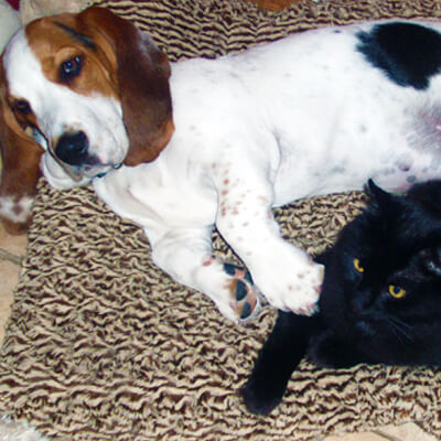 Basset Hound and Black Cat