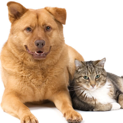 Dog and Cat side by side